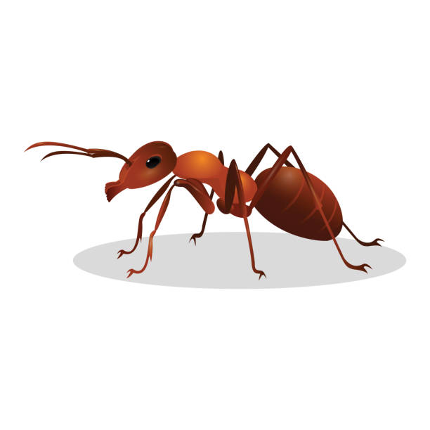 Brown ant isolated on white. Insect icon. Termite. Brown ant isolated on white. Insect icon. Termite. Eusocial insect. Brown animal insect creature with elbowed antennae and t distinctive node-like structure that forms their slender waists. Vector ant clipart pictures stock illustrations