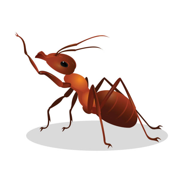 Cartoon realistic ant isolated on white. One leg raised up Brown ant isolated on white. Insect icon. Termite. Eusocial insect. Brown animal insect creature with elbowed antennae and t distinctive node-like structure that forms their slender waists. Vector anthill stock illustrations