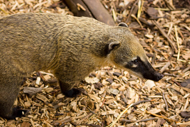 istock Coati Mundi 636296288