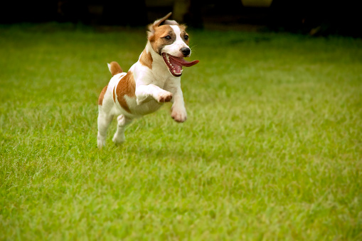 Happy dog pet running on a lawn