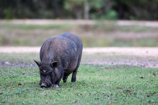 Black Pig Black pig grazing in the grass. berkshire pig stock pictures, royalty-free photos & images