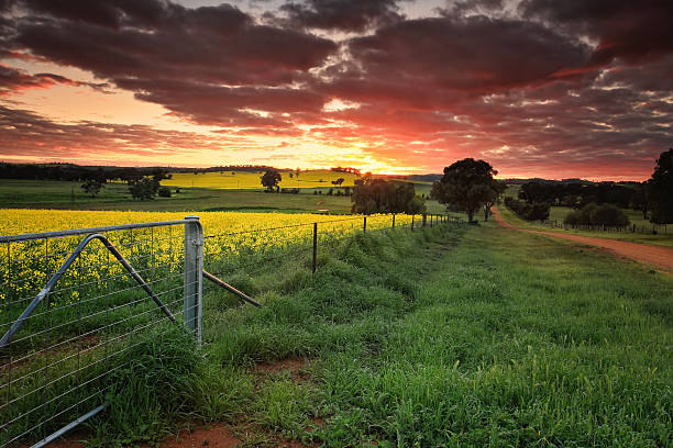 Sunrise farmlands Australia Sunrise on the farm in country NSW  Red skies, yellow canola and lush green dew covered grass. The landscape is alive with vivid colours during spring in the Central West NSW Australia new south wales photos stock pictures, royalty-free photos & images