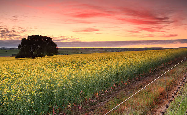 Sunrise over Canola fields Sunrise over flourishing canola fields in Cowra Shire, Central West NSW cowra stock pictures, royalty-free photos & images