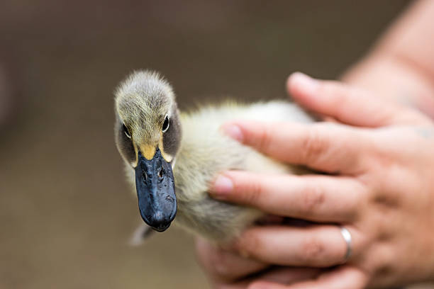 istock Woman holding Baby Duck 636297182