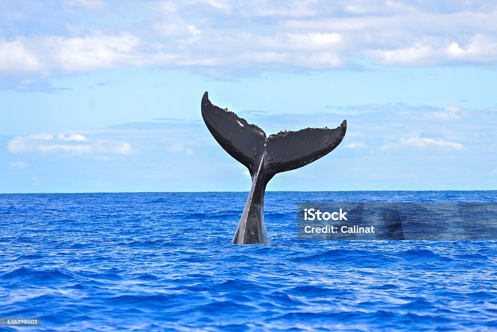 Baleine à bosse plongée sous-marine - Photo de Baleine libre de droits