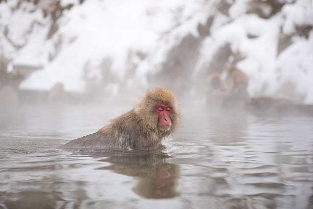 snow monkey in natural hot spring - jigokudani imagens e fotografias de stock