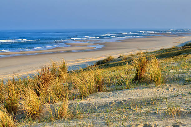 cote d'argent - dunas con céspedes, playa de mimizan plage - mimizan fotografías e imágenes de stock