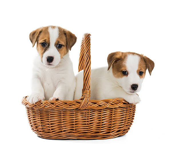istock puppies Jack Russell in the basket 636301428