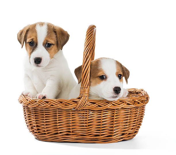 istock puppies Jack Russell in the basket 636301604