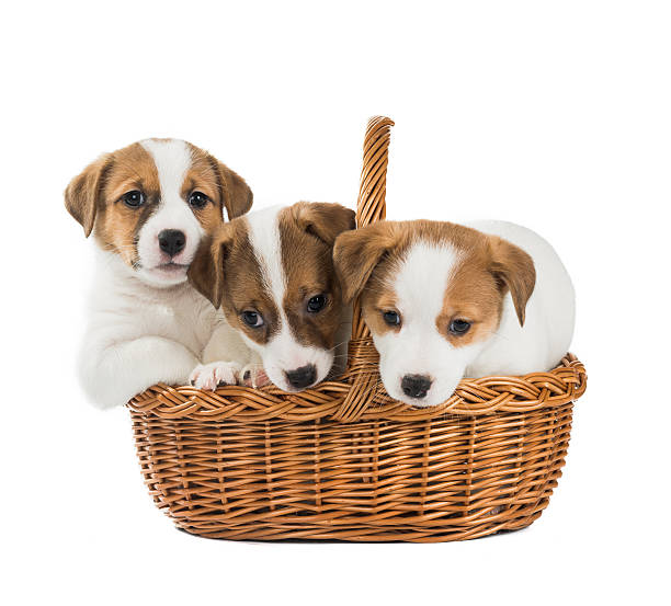 istock puppies Jack Russell in the basket 636301702