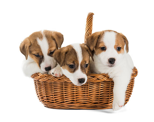 istock puppies Jack Russell in the basket 636301786