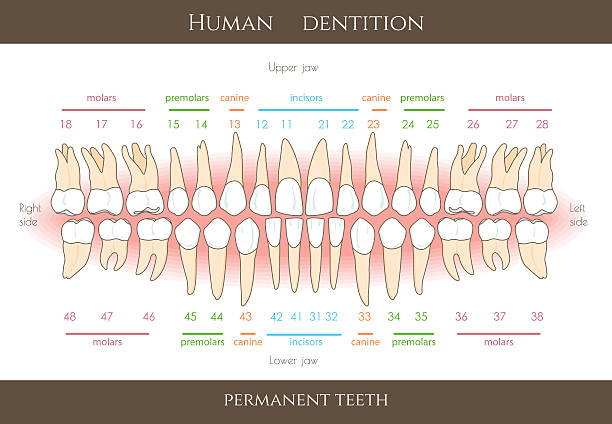 illustrazioni stock, clip art, cartoni animati e icone di tendenza di dentale numerazione sistema infografica - human teeth dental hygiene dentist office human mouth
