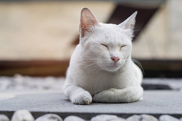 istock Sleepy cat on the ground. 636308660