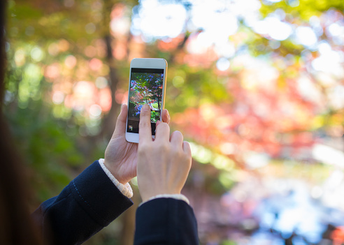 Woman taking picture of autumn leaves by smart phone