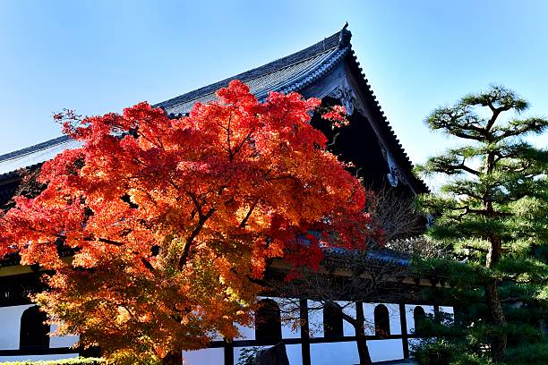 東北寺の紅葉,京都 - kyoto accord 写真 ストックフォトと画像