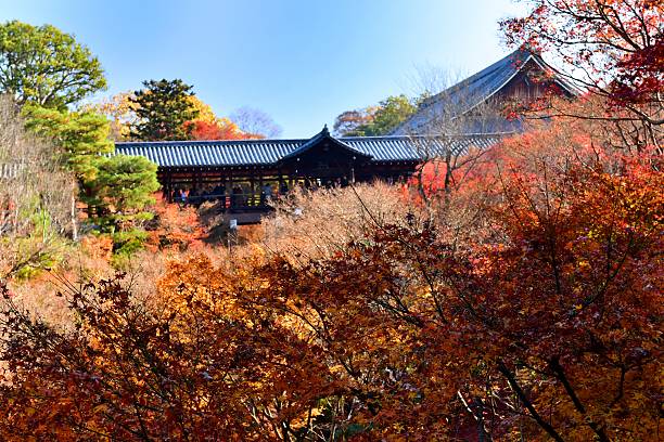 東北寺の紅葉,京都 - kyoto accord 写真 ストックフォトと画像