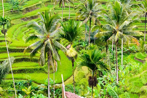 riceterrace in Indonesia