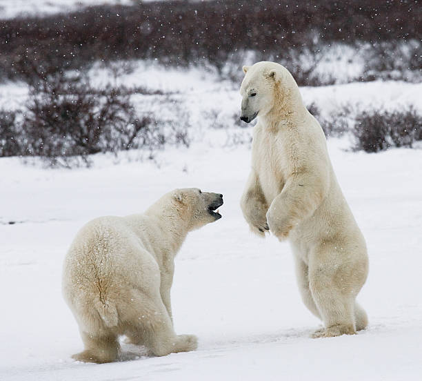 istock Two polar bears playing with each other in the tundra. 636313750