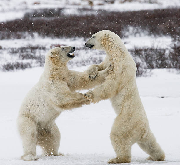 istock Two polar bears playing with each other in the tundra. 636313776