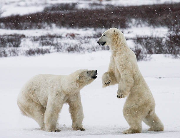 istock Two polar bears playing with each other in the tundra. 636313790