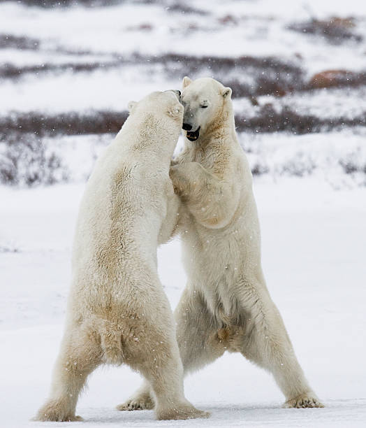 istock Two polar bears playing with each other in the tundra. 636313846