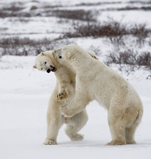 istock Two polar bears playing with each other in the tundra. 636313890