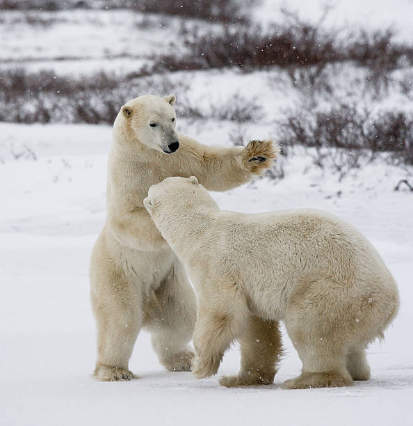 istock Two polar bears playing with each other in the tundra. 636313892