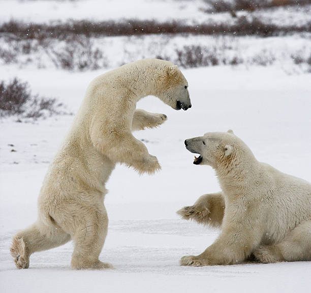 istock Two polar bears playing with each other in the tundra. 636313908