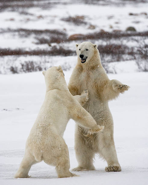 istock Two polar bears playing with each other in the tundra. 636313916