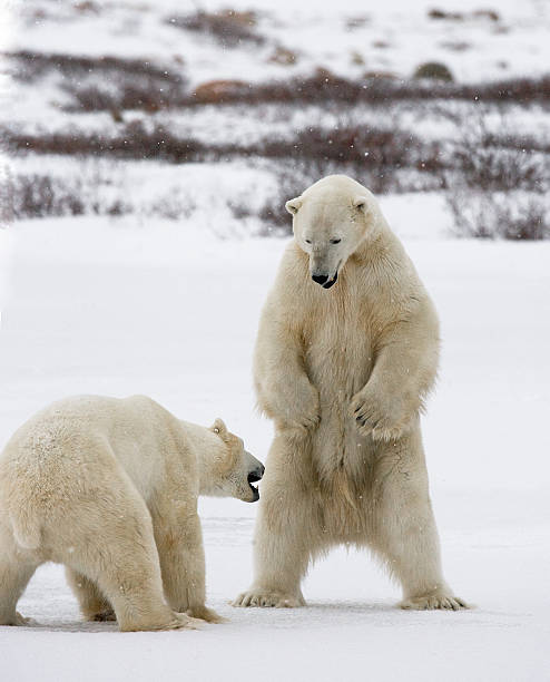 istock Two polar bears playing with each other in the tundra. 636313920