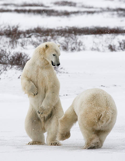 istock Two polar bears playing with each other in the tundra. 636313934
