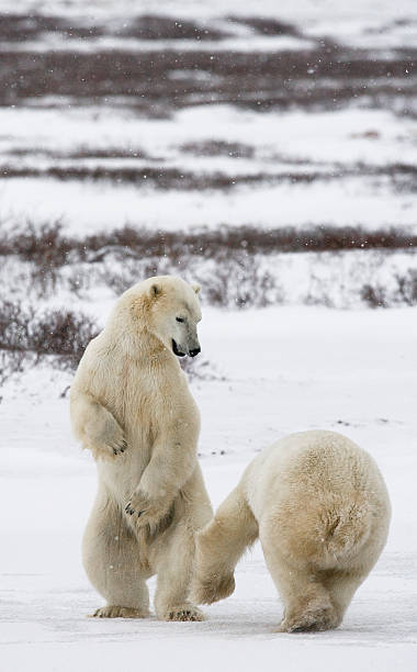 istock Two polar bears playing with each other in the tundra. 636313938