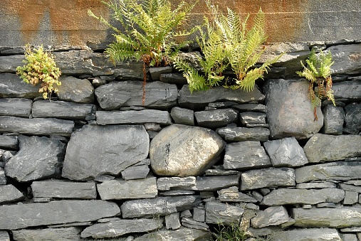 Fern grew on the old stones wall. Rusty smudges on the rocks