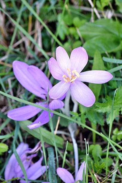istock Macro photo. Autumn sky-blue flower of the Crocus 636314320