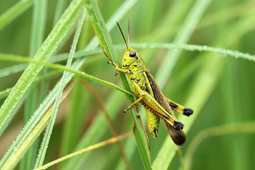 A Coreidae, Catorhintha walk on a stalk while waiting for prey.