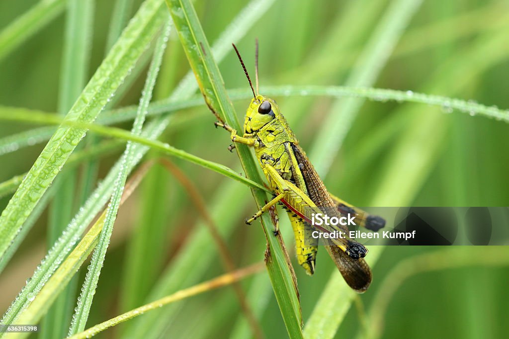 Sumppfheuschrecke Grasshopper Grasshopper Stock Photo