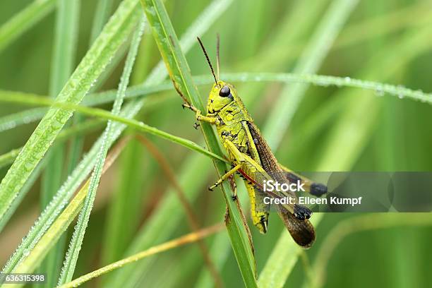 Sumppfheuschrecke Stock Photo - Download Image Now - Grasshopper, Orthoptera, Green Color