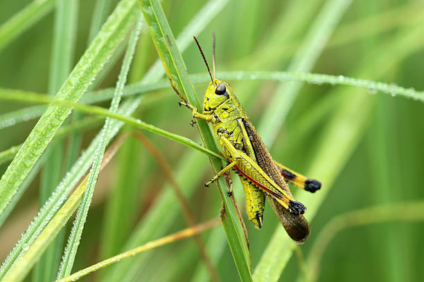 sumppfheuschrecke - grasshopper - fotografias e filmes do acervo