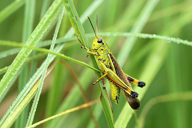 сампфхейшрекке - grasshopper стоковые фото и изображения