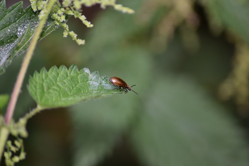 Image of an irridescent beetle on the edge of a nettle leaf