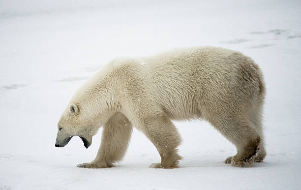 istock Polar bear on the tundra. 636315980