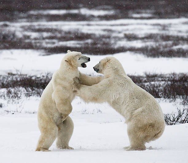 istock Two polar bears playing with each other in the tundra. 636316068