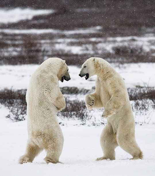 istock Two polar bears playing with each other in the tundra. 636316104