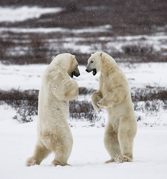 istock Two polar bears playing with each other in the tundra. 636316110