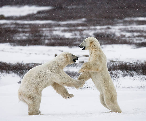 istock Two polar bears playing with each other in the tundra. 636316142