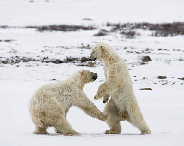 istock Two polar bears playing with each other in the tundra. 636316144