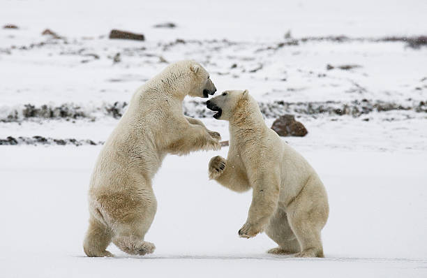 istock Two polar bears playing with each other in the tundra. 636316202