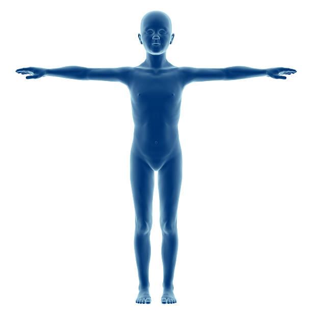 istock Human body of a child, boy model 636317020