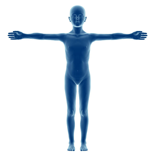 istock Human body of a child, boy model 636317026