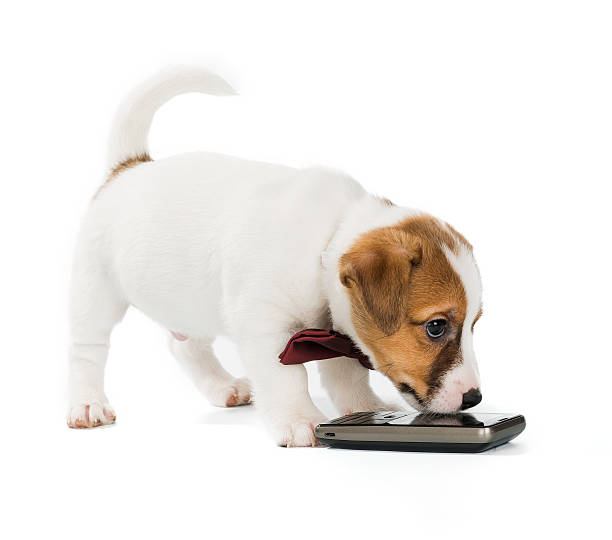 istock puppy Jack Russell Terrier with phone isolated on white background 636319884